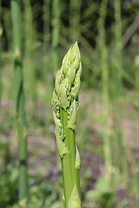 Asparagus, Aspargeshoved thumbnail