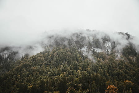 Green Leafed Tree Lot Under Cloudy Sky thumbnail