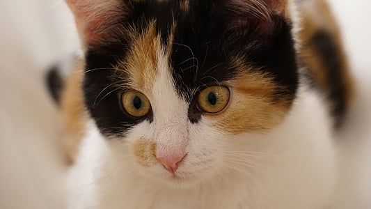 close-up photography of Calico cat thumbnail