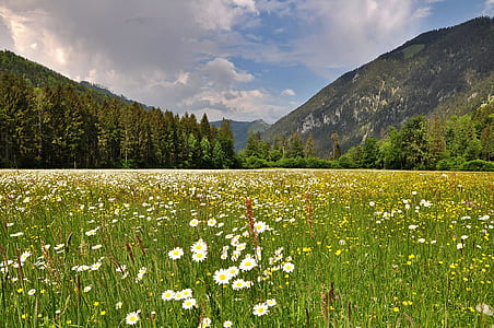 bed of daisy flowers thumbnail