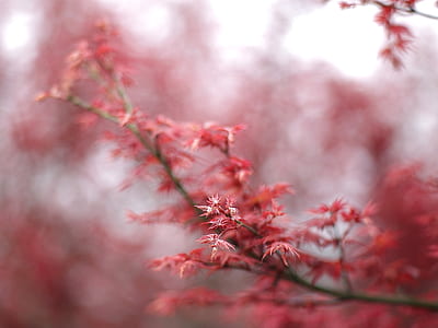Shallow Focus of Red and White Flower thumbnail