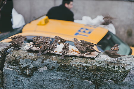 photo of gray birds perching on gray concrete wall at daytime thumbnail