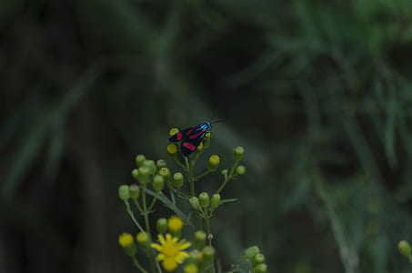 red and black moth perching on flower thumbnail