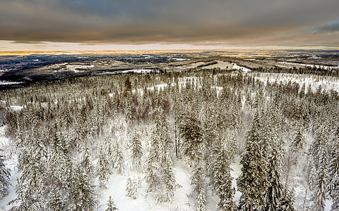 aerial photography of snow forest thumbnail