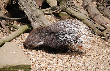 brown and white hedgehog on pebbles thumbnail