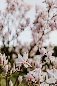 Magnolia tree in bloom thumbnail