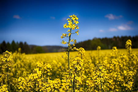 nature, sunny, field, plants thumbnail