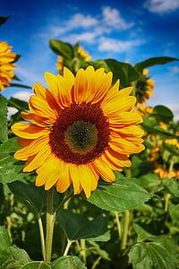closeup photo of sunflower thumbnail