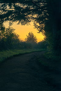 pathway surrounded by grass and trees thumbnail