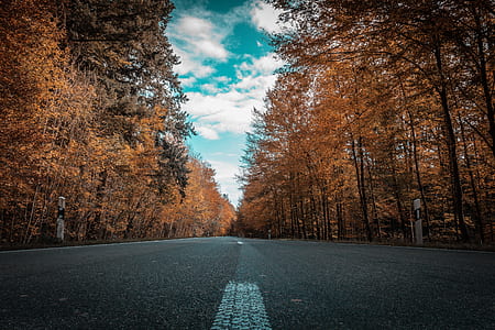 gray concrete road surrounded by dried leaf trees thumbnail