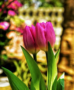 Two Pink Tulip Flowers thumbnail