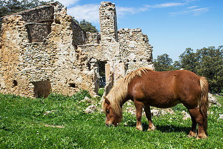 Brown Horse Beside White Concrete Wall thumbnail