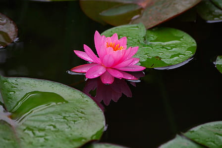 pink lotus flower on pond thumbnail