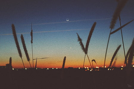 silhouette photo of cat tail thumbnail