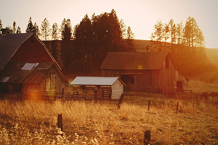houses near trees during golden hour thumbnail