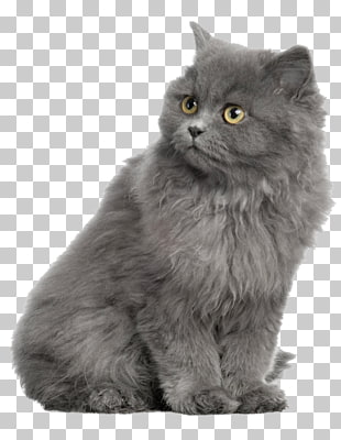 Persian Cat British Shorthair Kitten Dog Horse Gray Cat British