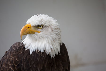 close up photo of bald eagle thumbnail