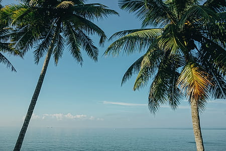 Two Coconut Trees Near Sea thumbnail