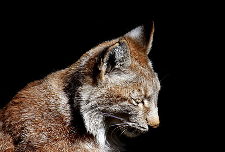 short-fur brown and white cat on black background thumbnail