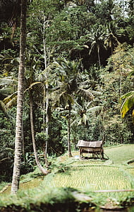 brown house near coconut trees thumbnail