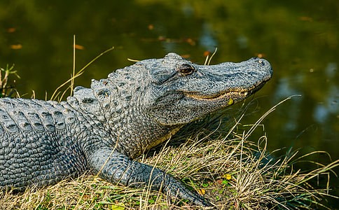 black crocodile near body of water during daytime thumbnail