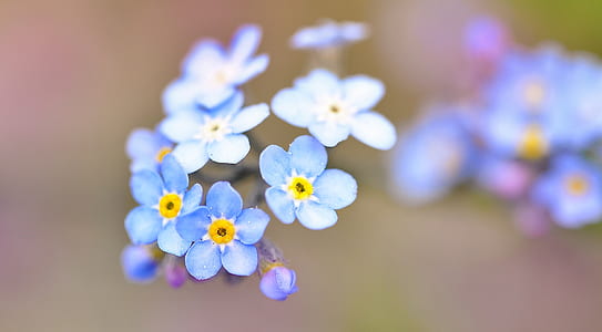 selective focus photography blue petaled flower thumbnail