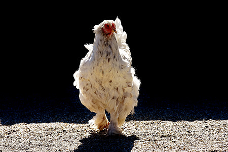 white chicken on gray surface thumbnail