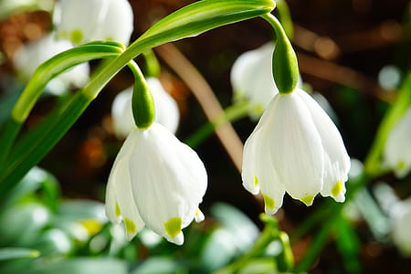 closeup photo of white petaled flowers thumbnail