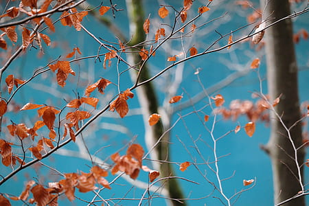 closeup photo of brown leafed tree thumbnail