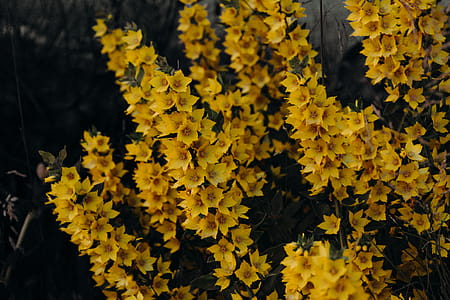 Yellow Petaled Flowers thumbnail