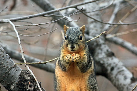 brown and black squirrel near tree branches thumbnail