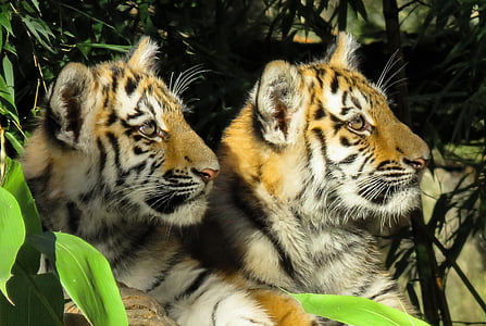 wildlife photography of two tigers thumbnail