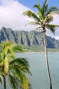 coconut tree near body of water thumbnail