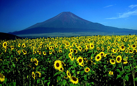 landscape photography sunflower field thumbnail