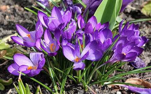 purple flowers thumbnail