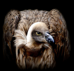 closeup photo of brown Vulture thumbnail