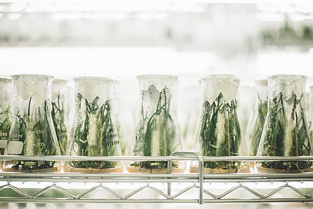 plants inside glass vase thumbnail