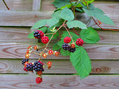 red and blue wild berries on brown surface thumbnail