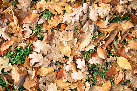 Autumn leaves thumbnail