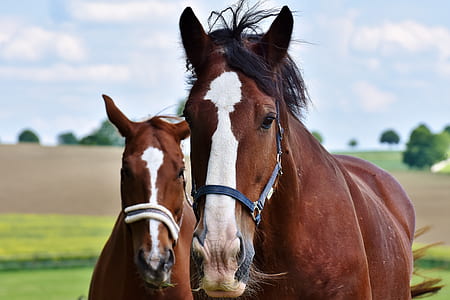 two brown horses thumbnail