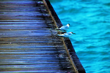 two gray-and-white birds perching on brown wood thumbnail