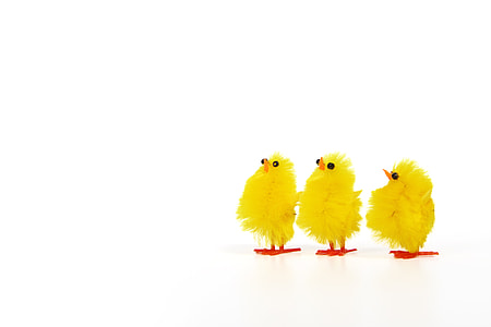 three yellow chicks standing looking up thumbnail