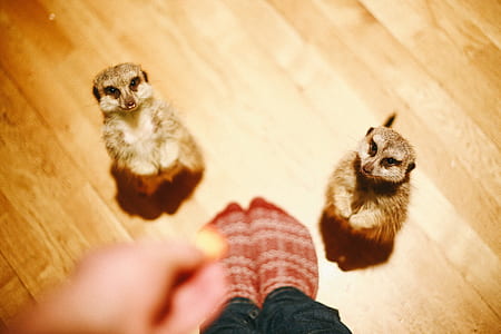 two brown animals thumbnail