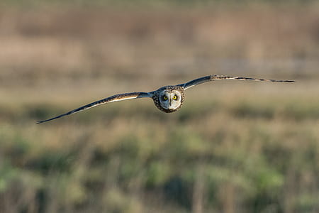 selective focus photo of black and gray owl diving on air at daytime thumbnail