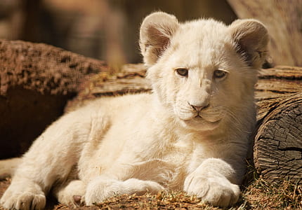 white tiger on brown wood during daytime thumbnail