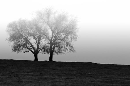 two naked trees photography thumbnail