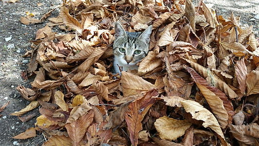 cat hiding in leaf litter on ground at daytime thumbnail