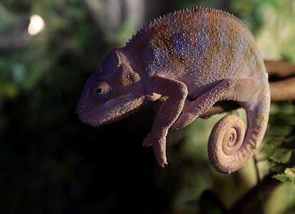 selective focus photography of gecko thumbnail