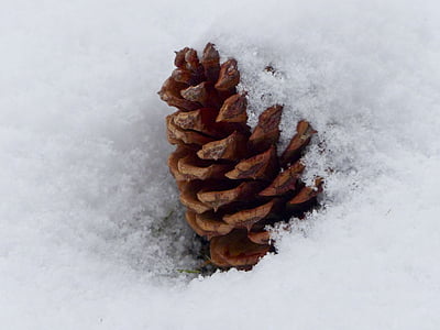 brown pine cone in snow thumbnail