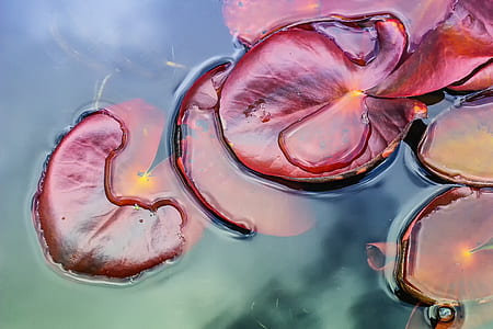 red lily pads on water thumbnail